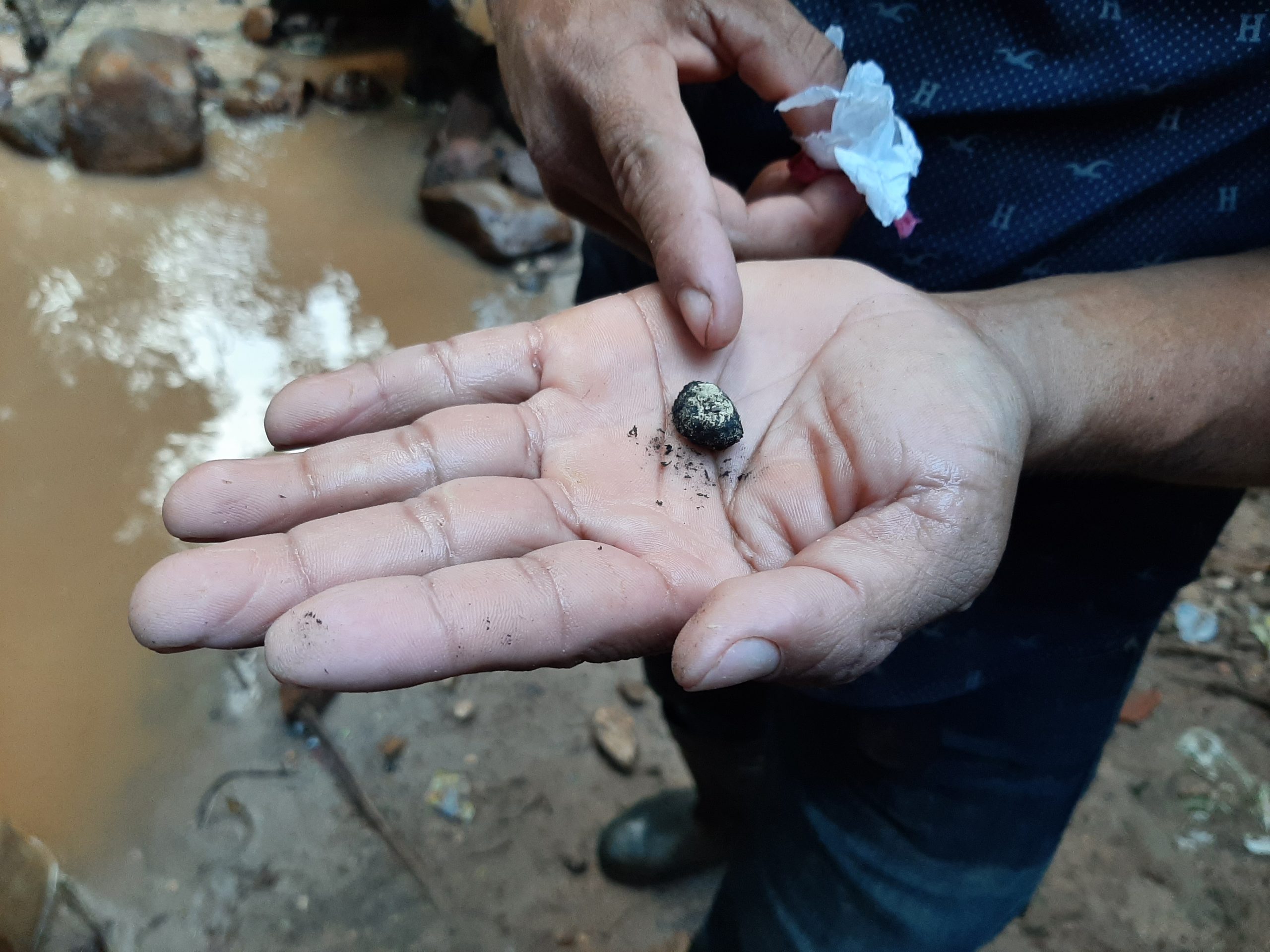 “Fiebre del oro” en la Reserva Indio Maíz