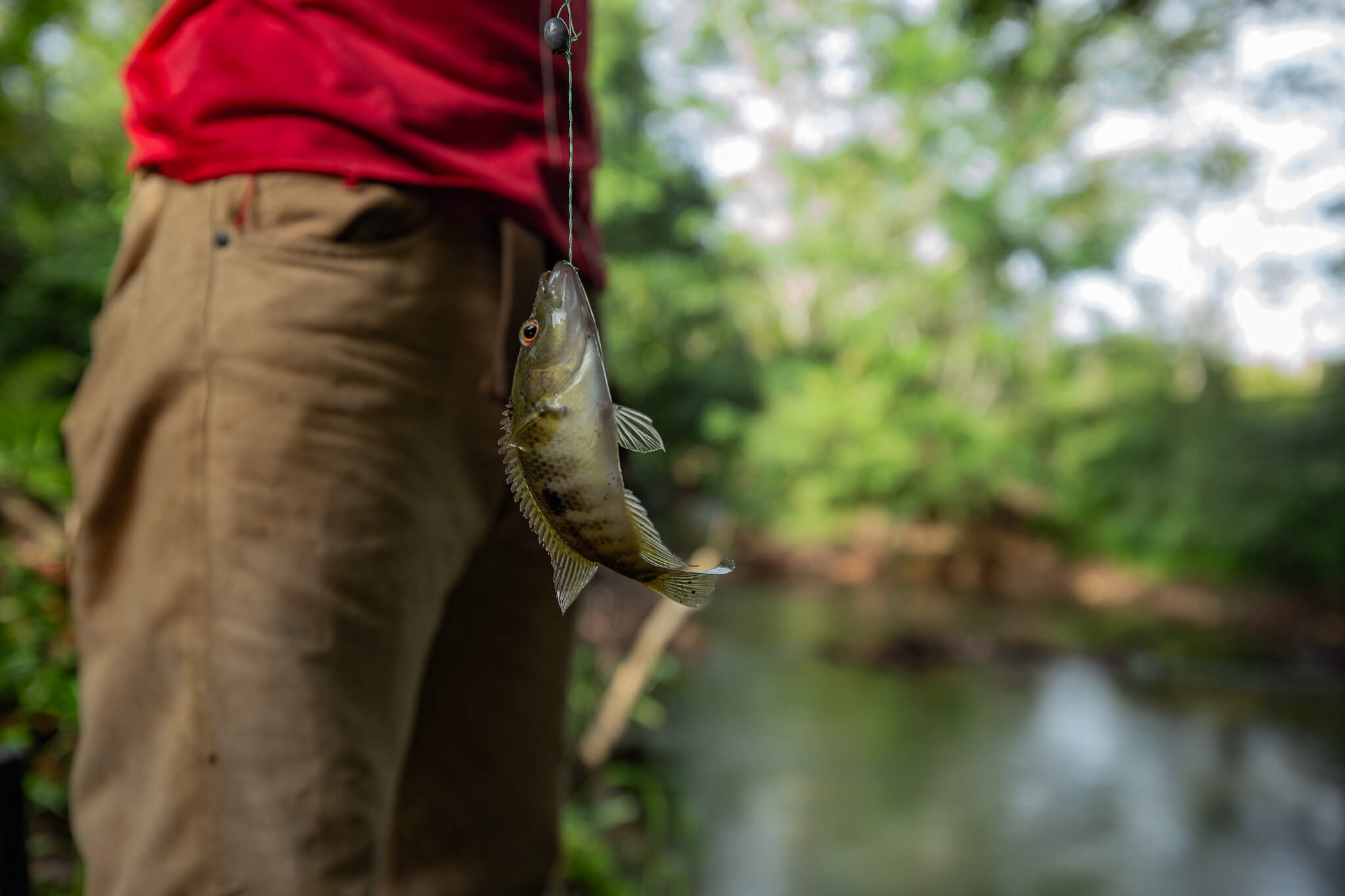 Uno de los resultados del estudio de la Universidad Estatal de Michigan fue que los peces de este río tienen menos tamaño debido a la deforestación y a la contaminación.
