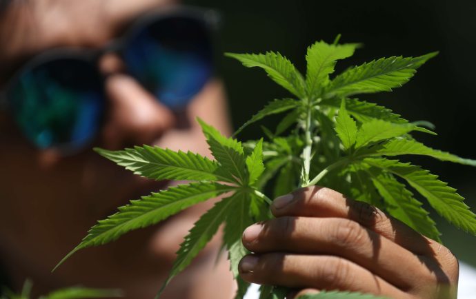 La ley de cannabis fue finalmente aprobada en Costa Rica. Así será su legalización