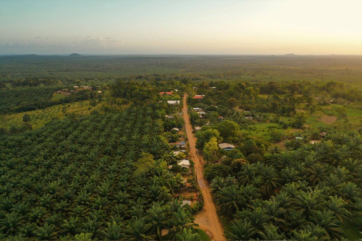 La palma africana: Una pesadilla de destrucción en el Caribe de Nicaragua