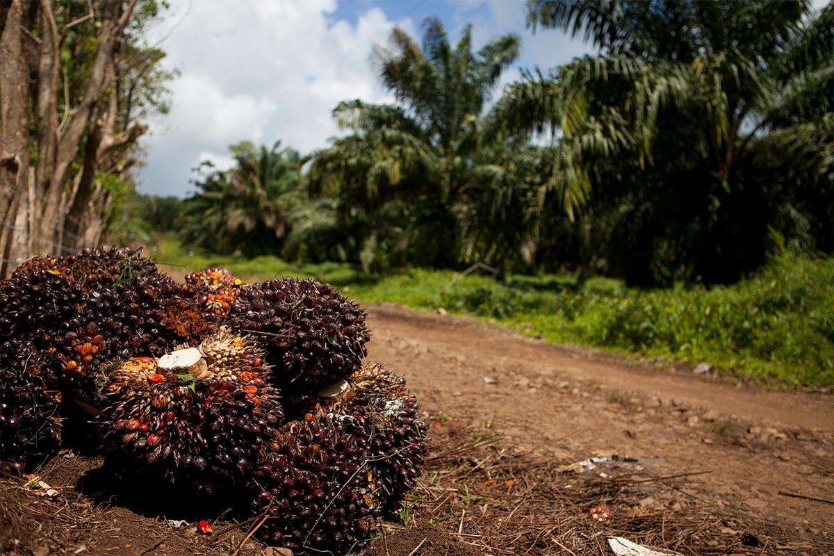 La palma africana: Una pesadilla de destrucción en el Caribe de Nicaragua