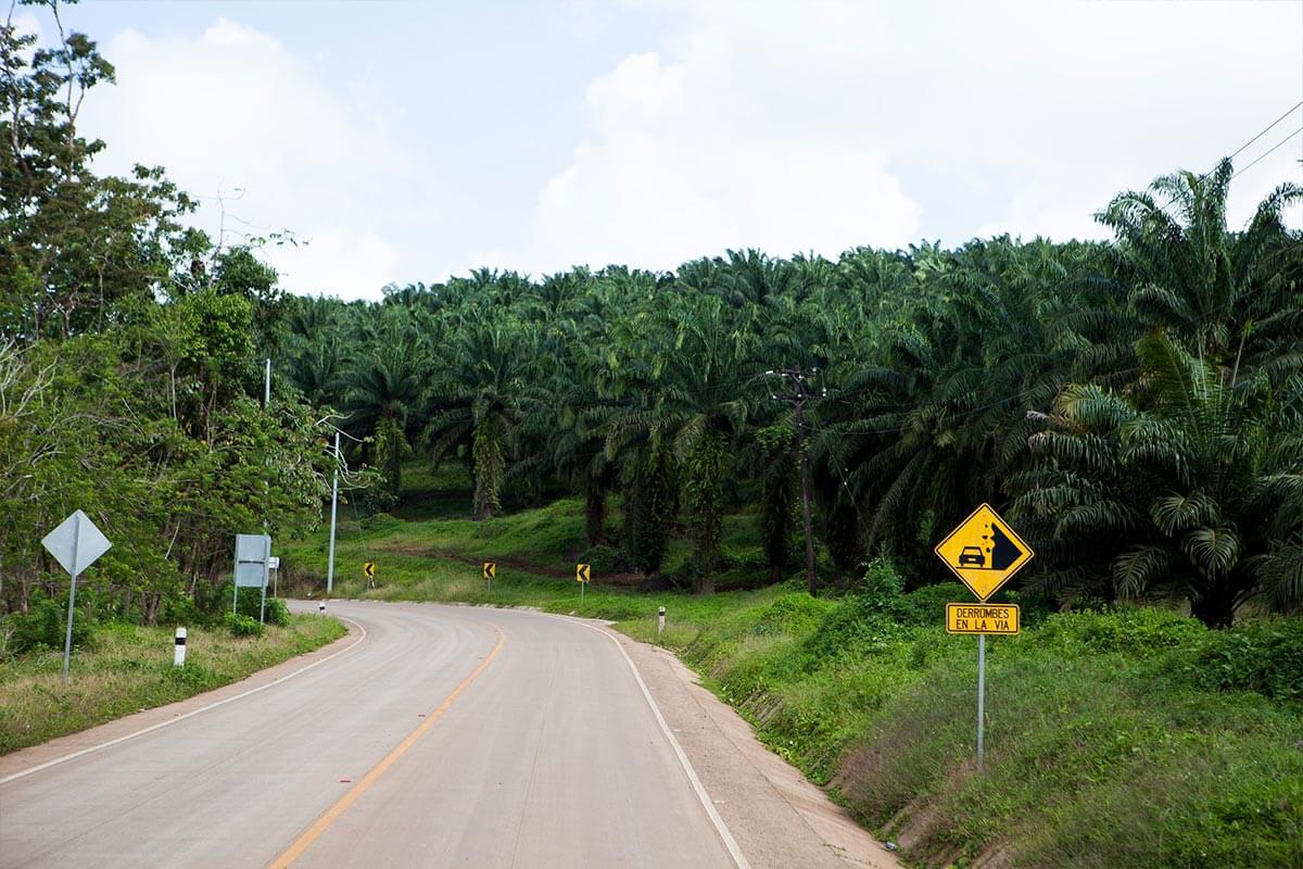 La palma africana: Una pesadilla de destrucción en el Caribe de Nicaragua