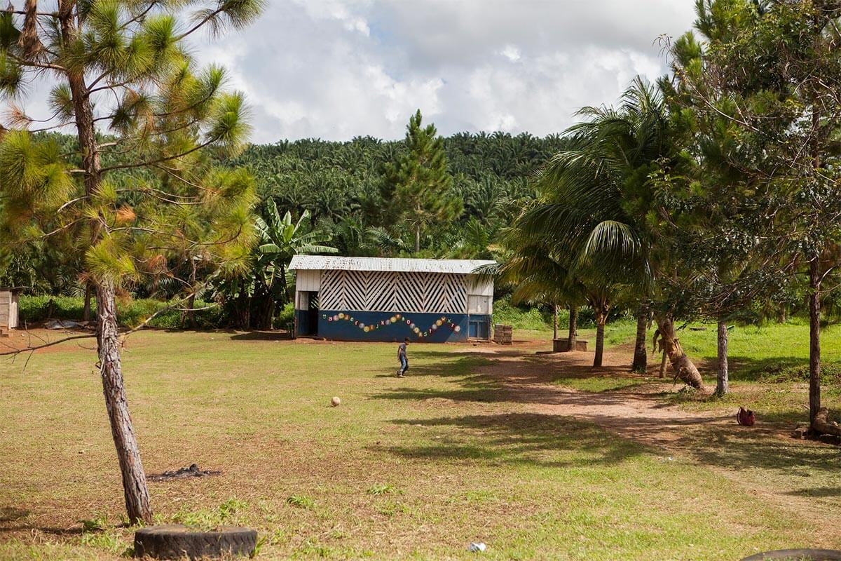 La palma africana: Una pesadilla de destrucción en el Caribe de Nicaragua