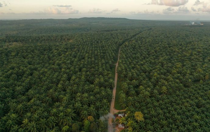 La palma africana: Una pesadilla de destrucción en el Caribe de Nicaragua