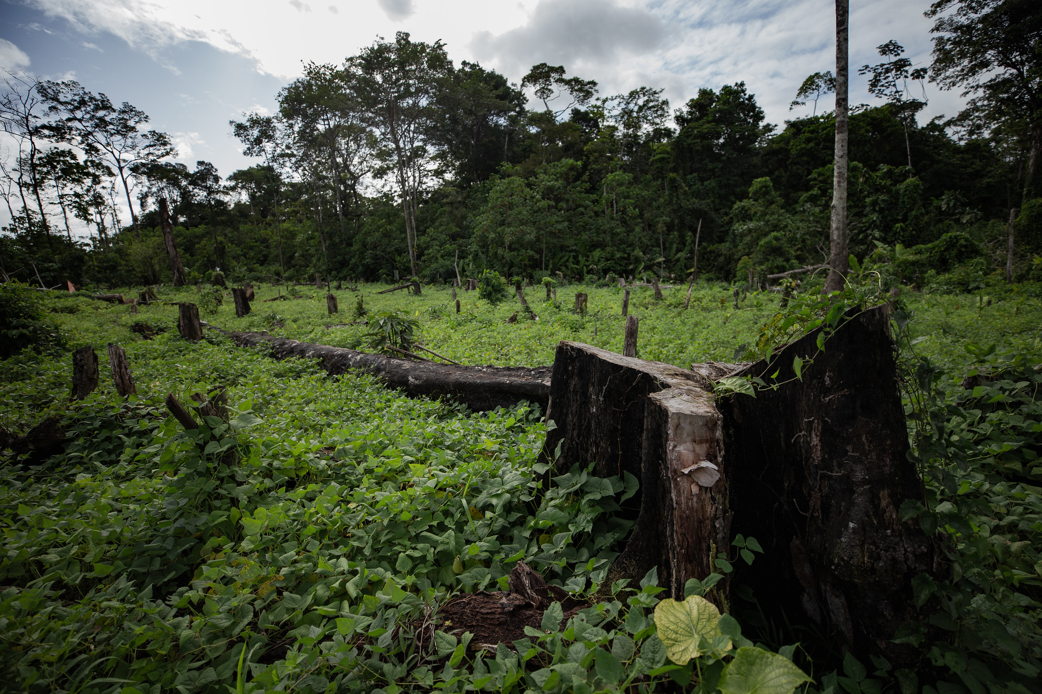 Prohibición del régimen a investigaciones sobre biodiversidad detendrá avance científico nicaragüense