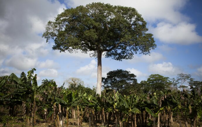 Nicaragua se quedará sin bosques en 20 años debido a la depredación consentida por la dictadura