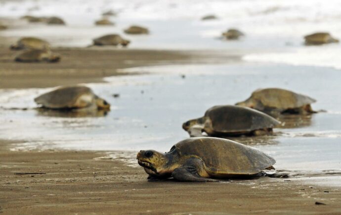 Autoridades caribeñas de la dictadura excluyen de la veda a cinco especies de tortugas marinas 