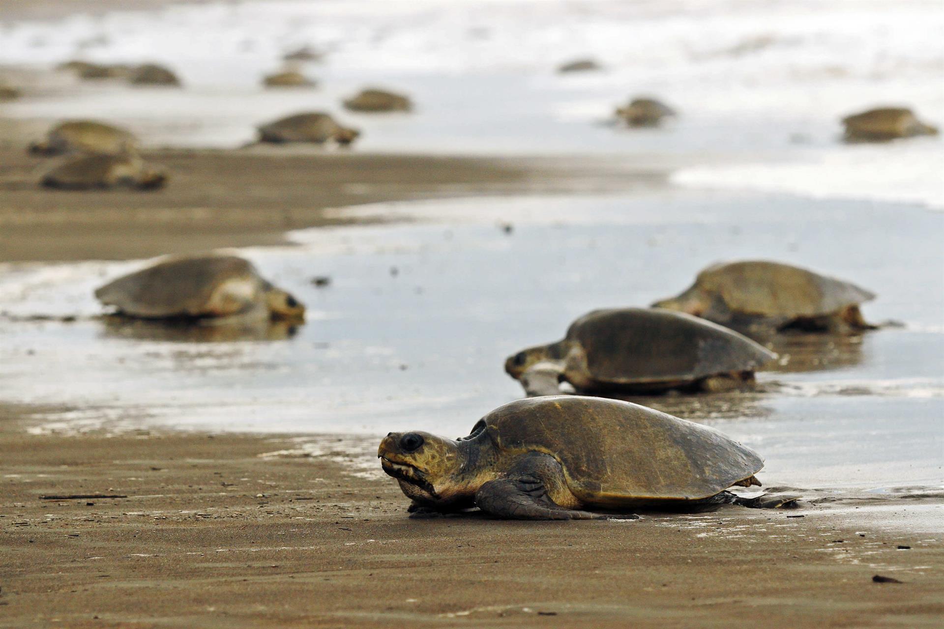 tortuga