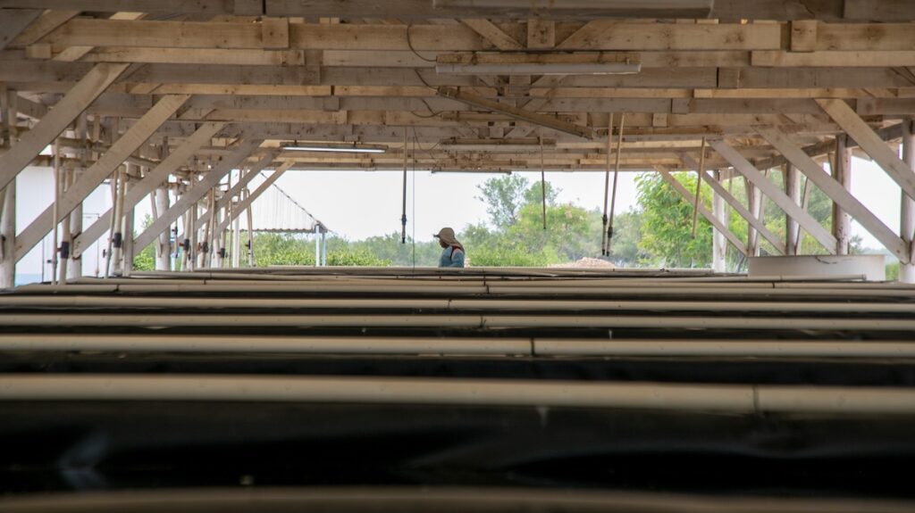 Las batallas por el camarón al sur de Honduras: una industria con exenciones versus pescadores abandonados