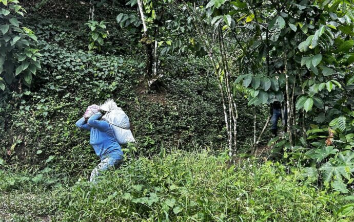 Influencia del café: Costa Rica y Guatemala, un cultivo y dos modelos políticos