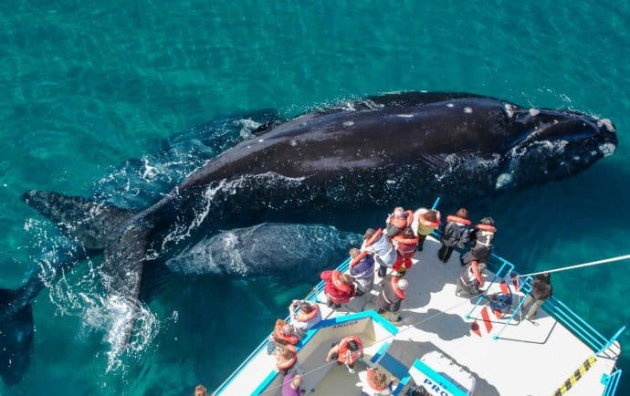 Chubut florece en primavera: pingüinos, ballenas y tulipanes en la Patagonia argentina