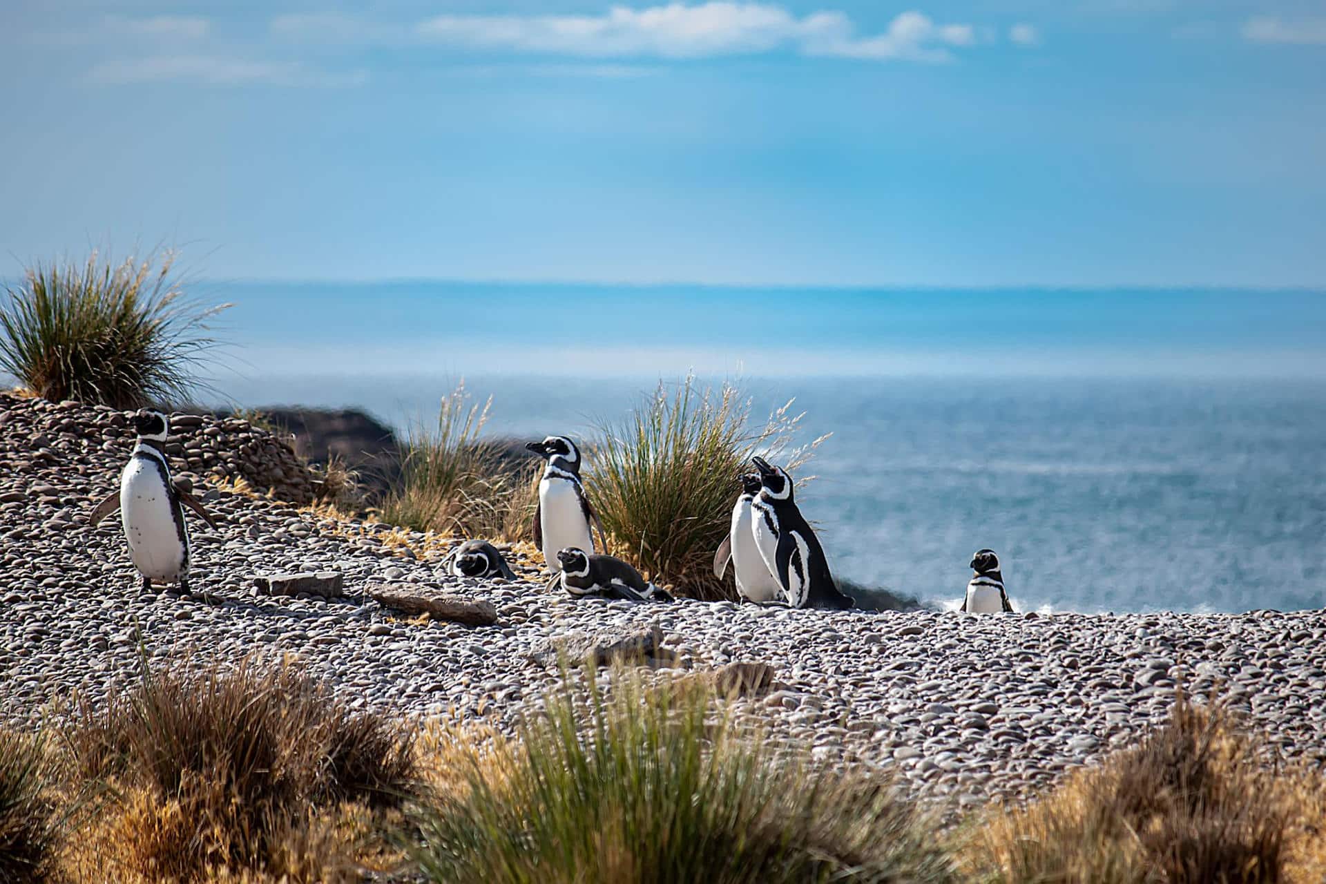 Patagonia argentina