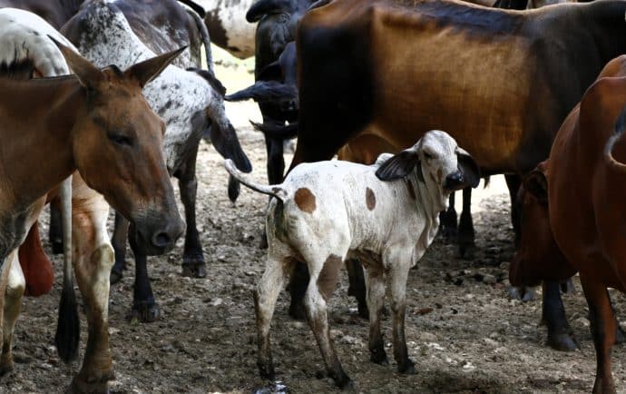 Gusano barrenador rompe la barrera que lo frenaba en Panamá y se expande en Mesoamérica