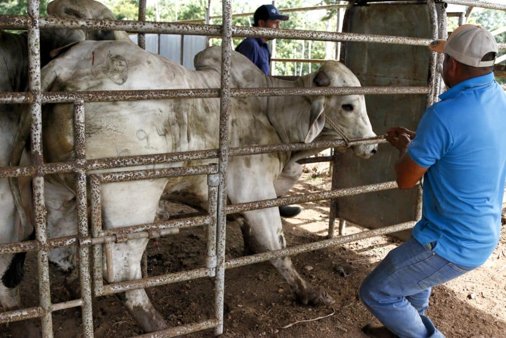 gusano barrenador