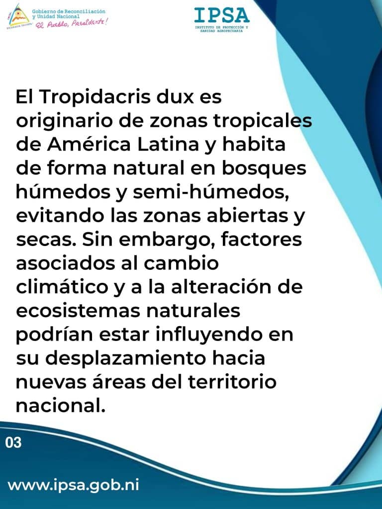 Es un chapulín gigante, no una langosta voladora: así explican especialistas la diferencia
