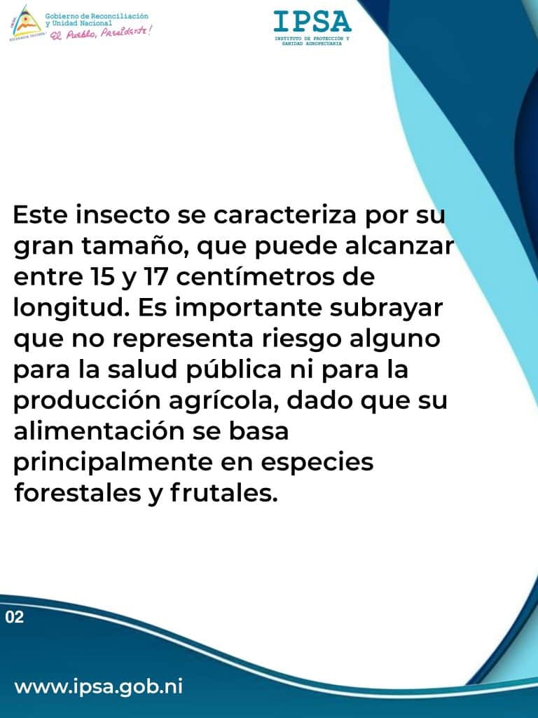 Es un chapulín gigante, no una langosta voladora: así explican especialistas la diferencia