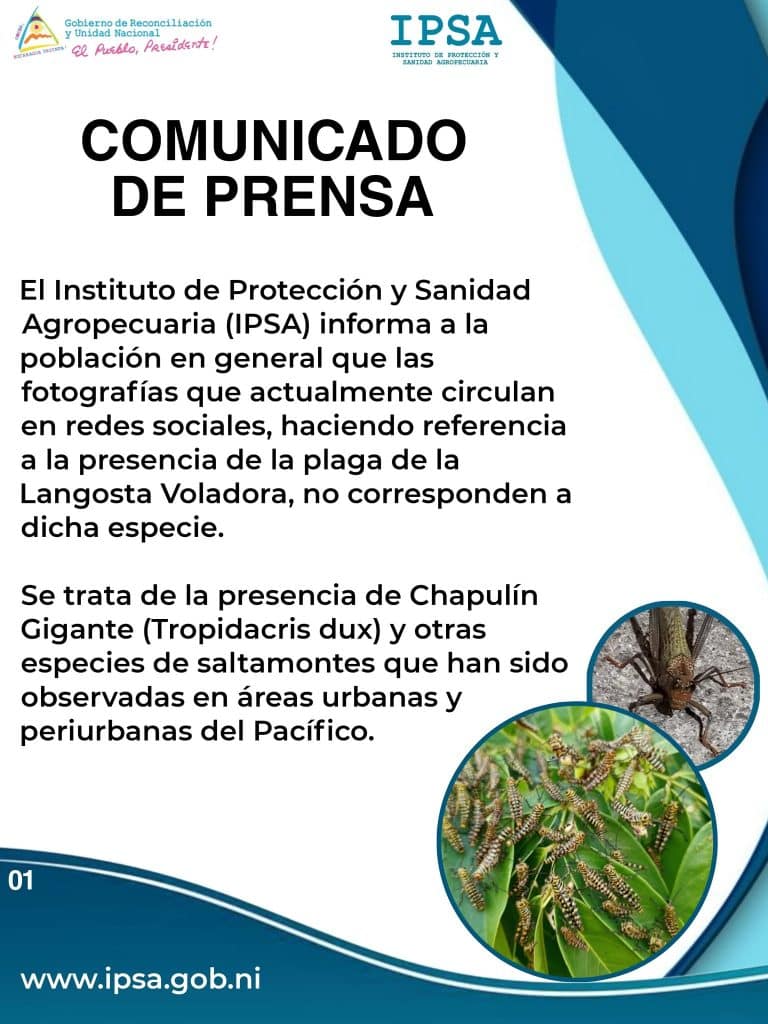 Es un chapulín gigante, no una langosta voladora: así explican especialistas la diferencia