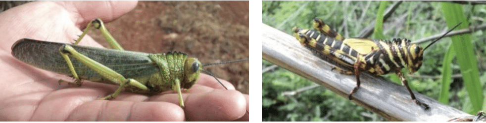 Es un chapulín gigante, no una langosta voladora: así explican especialistas la diferencia