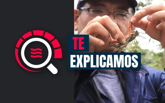 Es un chapulín gigante, no una langosta voladora: así explican especialistas la diferencia