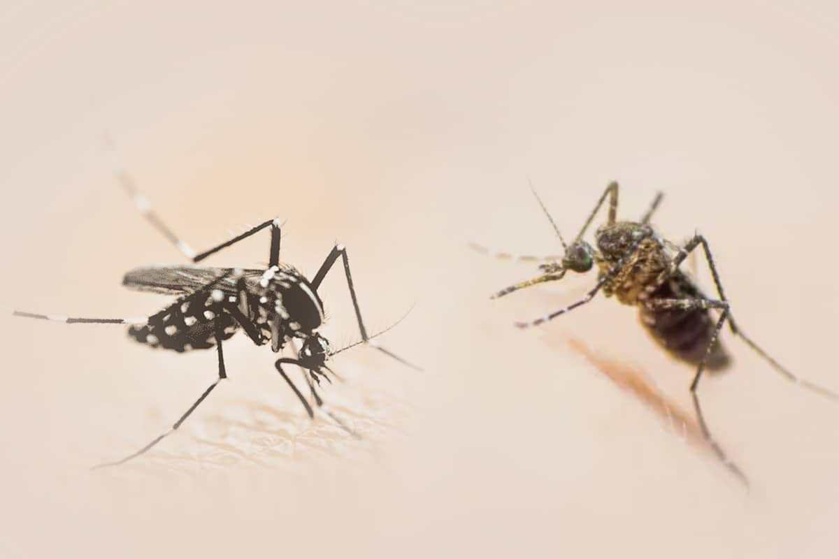 El virus que prende las alarmas en Centroamérica: la fiebre amarilla explicada en cinco puntos