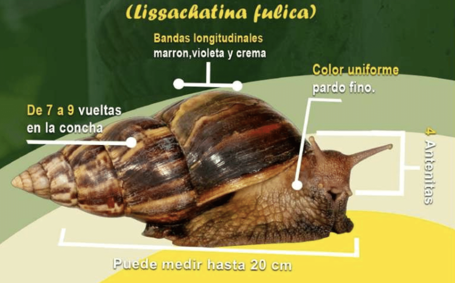 El caracol gigante africano: la plaga que avanza en Nicaragua entre el silencio oficial y la desinformación