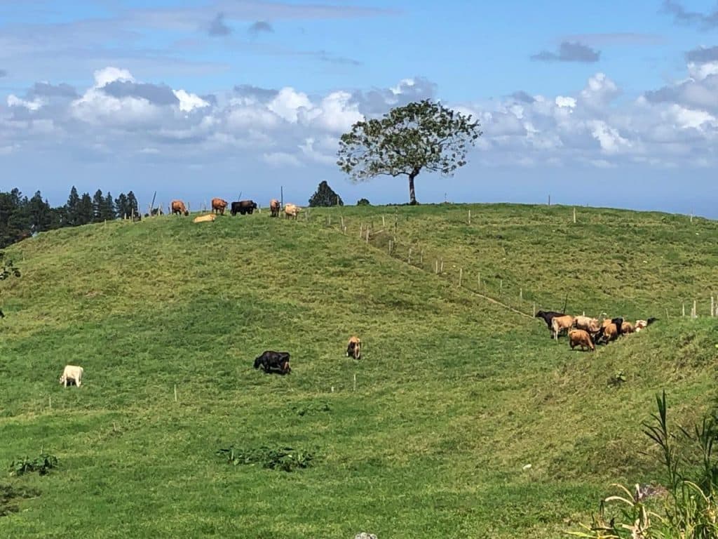 San Carlos, el “Texas tico”: donde el chavismo exhibe a su toro bravo