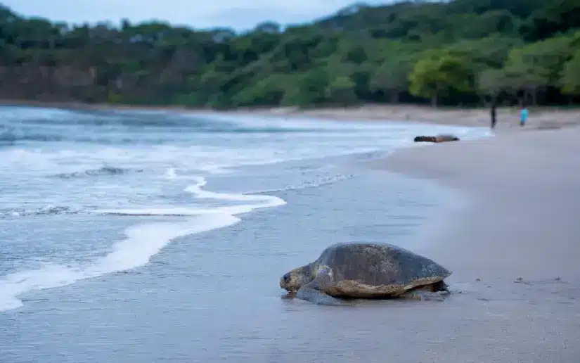 Propaganda sandinista promueve venta de langosta y huevos de tortuga, especies en veda