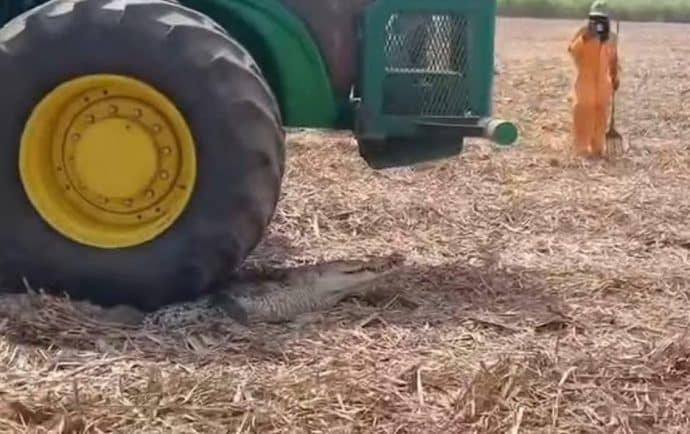 “¡Pasale encima!”: un caso viral que expone la impunidad frente al maltrato animal en Nicaragua