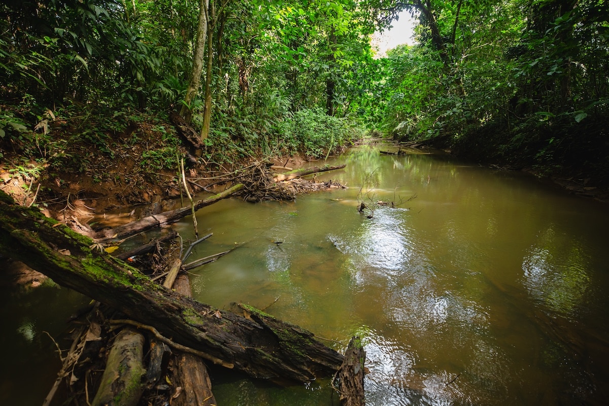 La ruta del mercurio: el metal tóxico que cruza de Nicaragua a Costa Rica oculto en goteros para los ojos