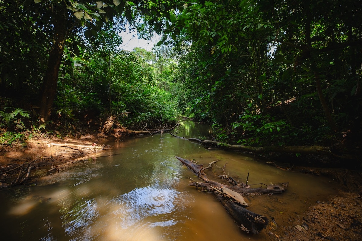 La ruta del mercurio: el metal tóxico que cruza de Nicaragua a Costa Rica oculto en goteros para los ojos
