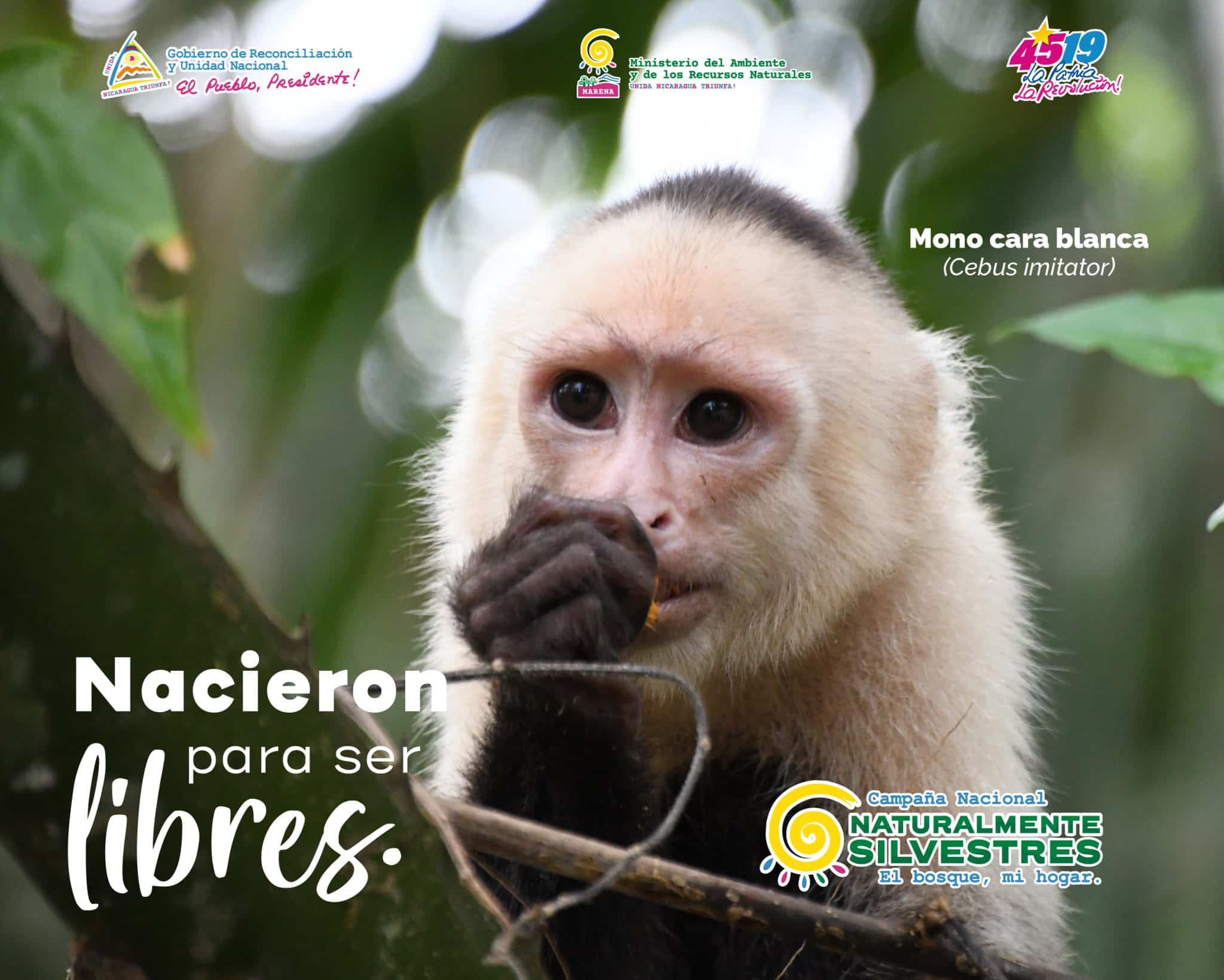 “¡Pasale encima!”: un caso viral que expone la impunidad frente al maltrato animal en Nicaragua
