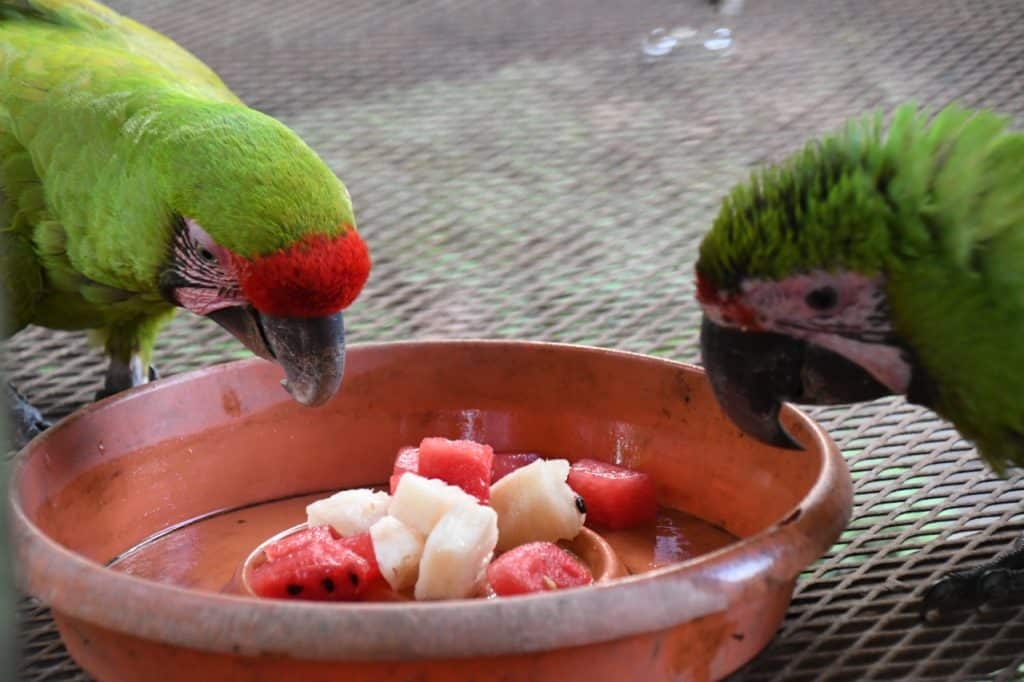 Nicaragua, un paraíso para el negocio ilegal con las aves silvestres