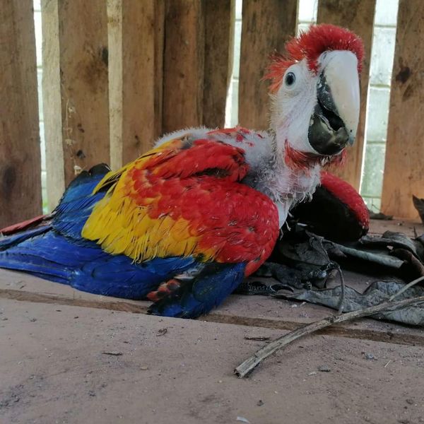 Nicaragua, un paraíso para el negocio ilegal con las aves silvestres
