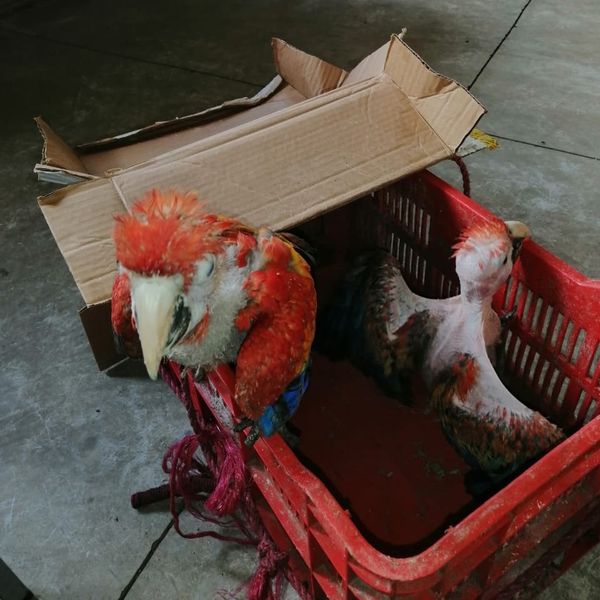 Nicaragua, un paraíso para el negocio ilegal con las aves silvestres