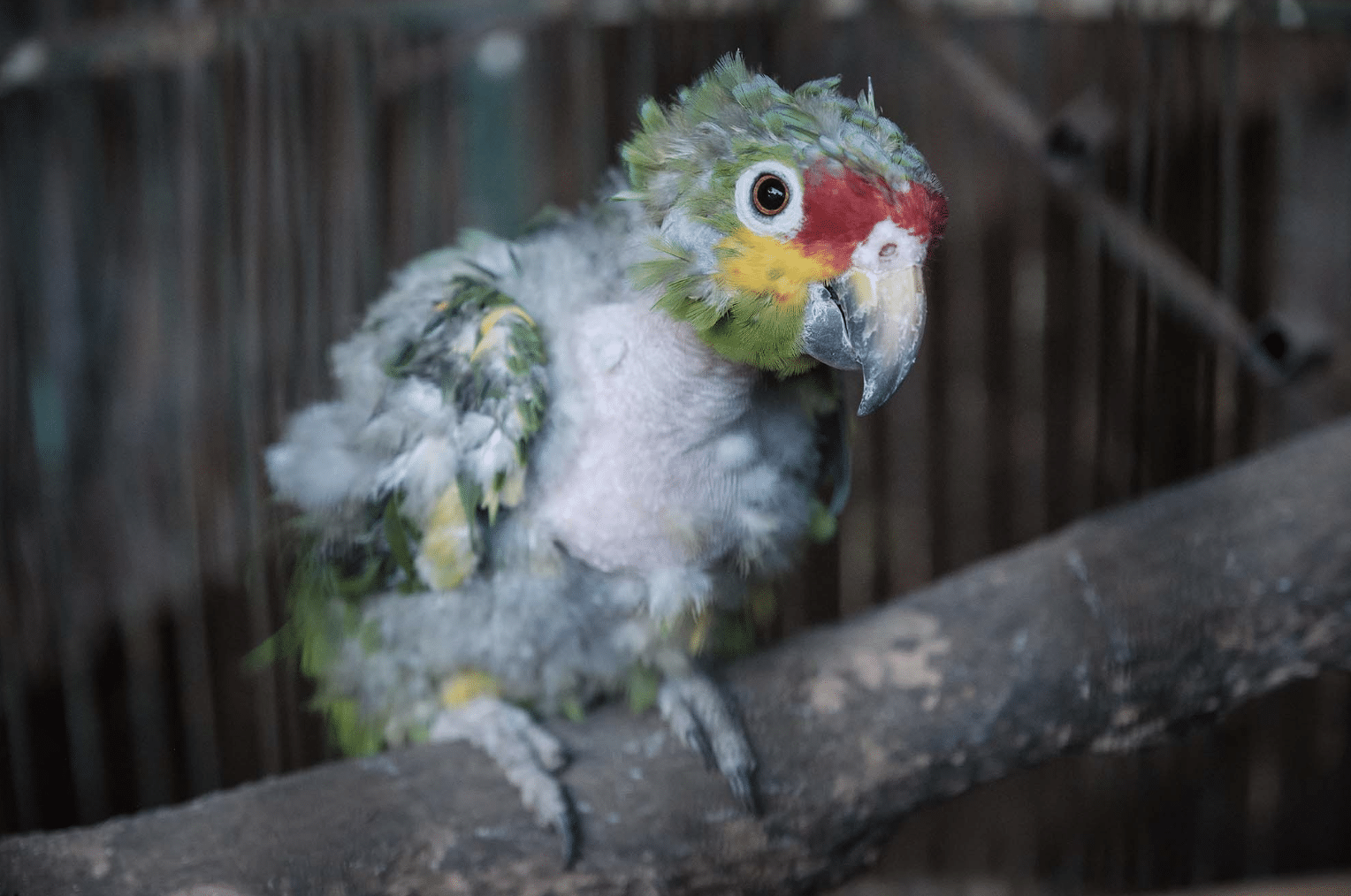 Nicaragua, un paraíso para el negocio ilegal con las aves silvestres