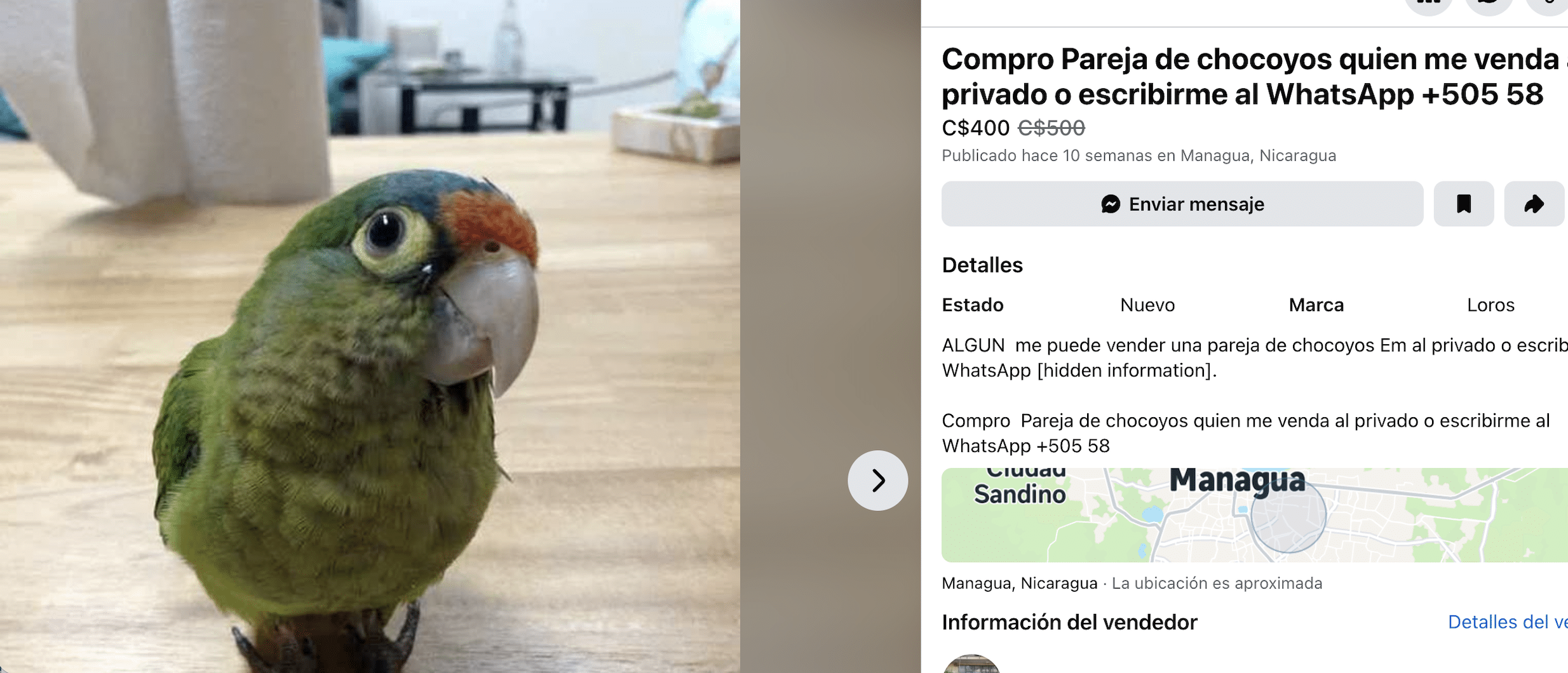 Nicaragua, un paraíso para el negocio ilegal con las aves silvestres