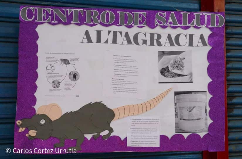 Alerta mundial: qué distingue al hantavirus de la leptospirosis en Nicaragua