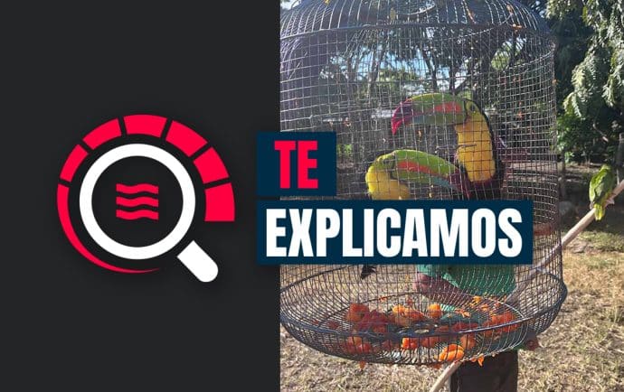 Nicaragua, un paraíso para el negocio ilegal con las aves silvestres