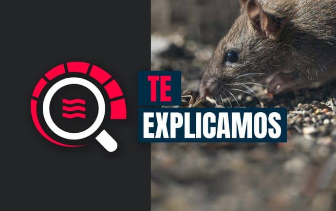 Alerta mundial: qué distingue al hantavirus de la leptospirosis en Nicaragua
