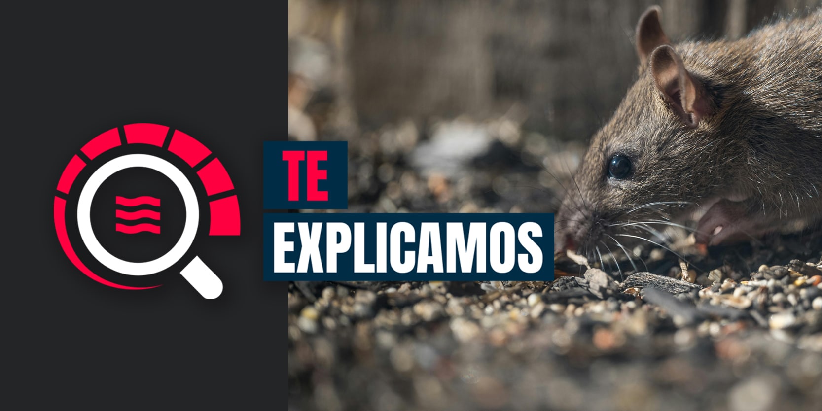 Cover image for Global Alert: What Distinguishes Hantavirus from Leptospirosis in Nicaragua