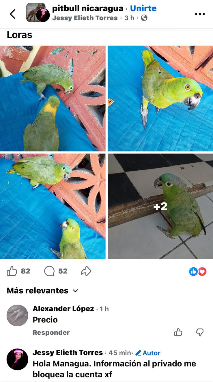 Nicaragua, un paraíso para el negocio ilegal con las aves silvestres