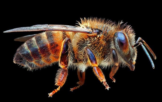 Nicaragua’s Ministry of Health Lacks Protocol for Dealing With “Killer Bee” Attacks