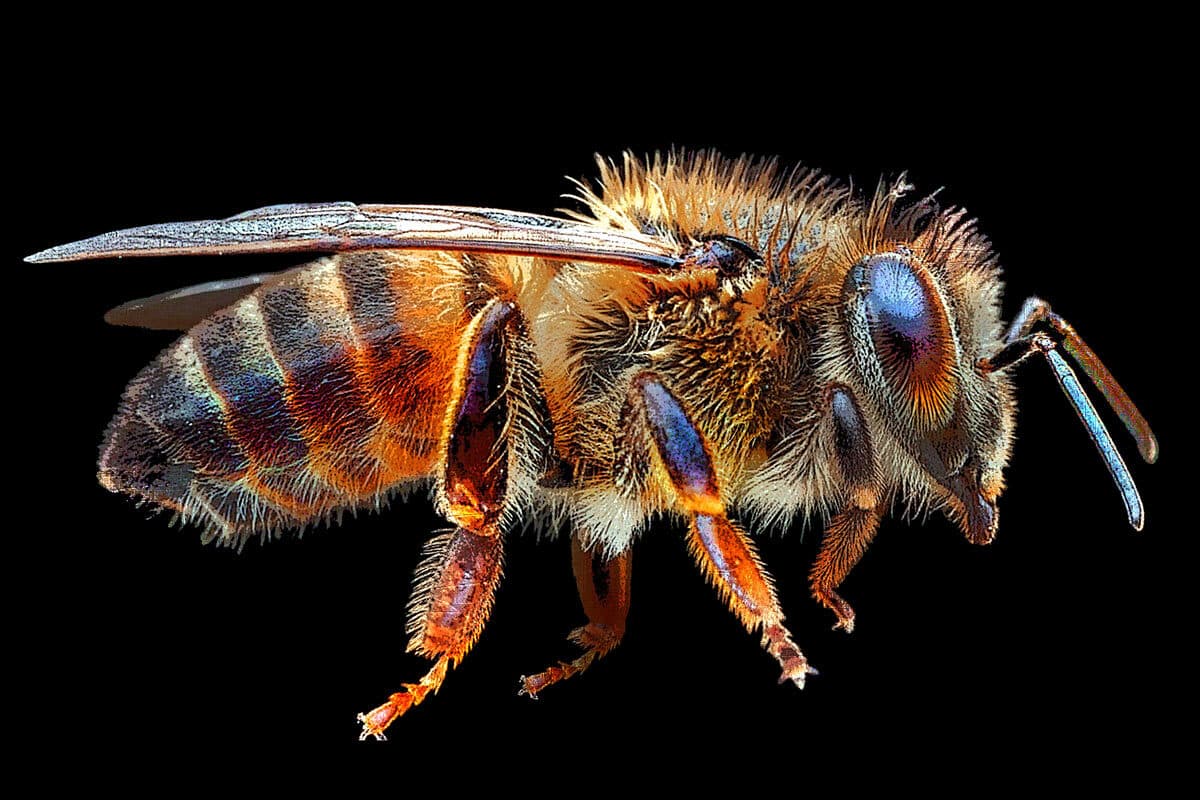 Cover image for Nicaragua’s Ministry of Health Lacks Protocol for Dealing With “Killer Bee” Attacks