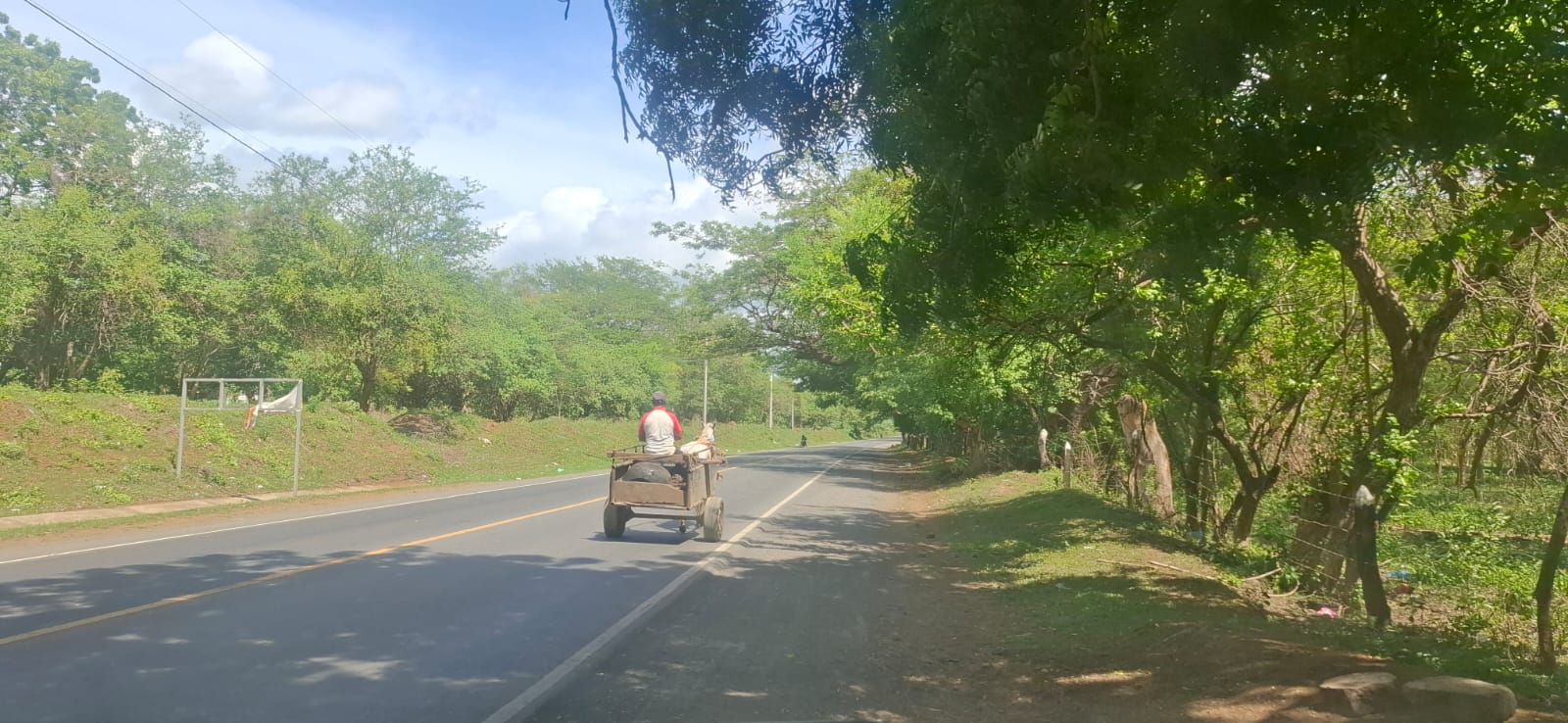 ¿Quién responde cuando un semoviente provoca un accidente de tránsito en Nicaragua? Esto dice la ley
