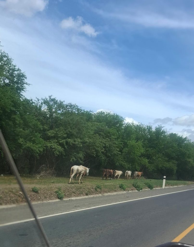 ¿Quién responde cuando un semoviente provoca un accidente de tránsito en Nicaragua? Esto dice la ley