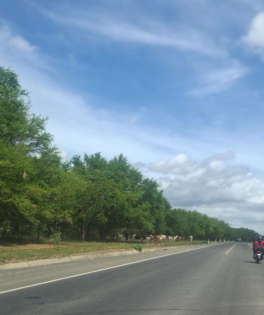 ¿Quién responde cuando un semoviente provoca un accidente de tránsito en Nicaragua? Esto dice la ley