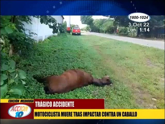 ¿Quién responde cuando un semoviente provoca un accidente de tránsito en Nicaragua? Esto dice la ley