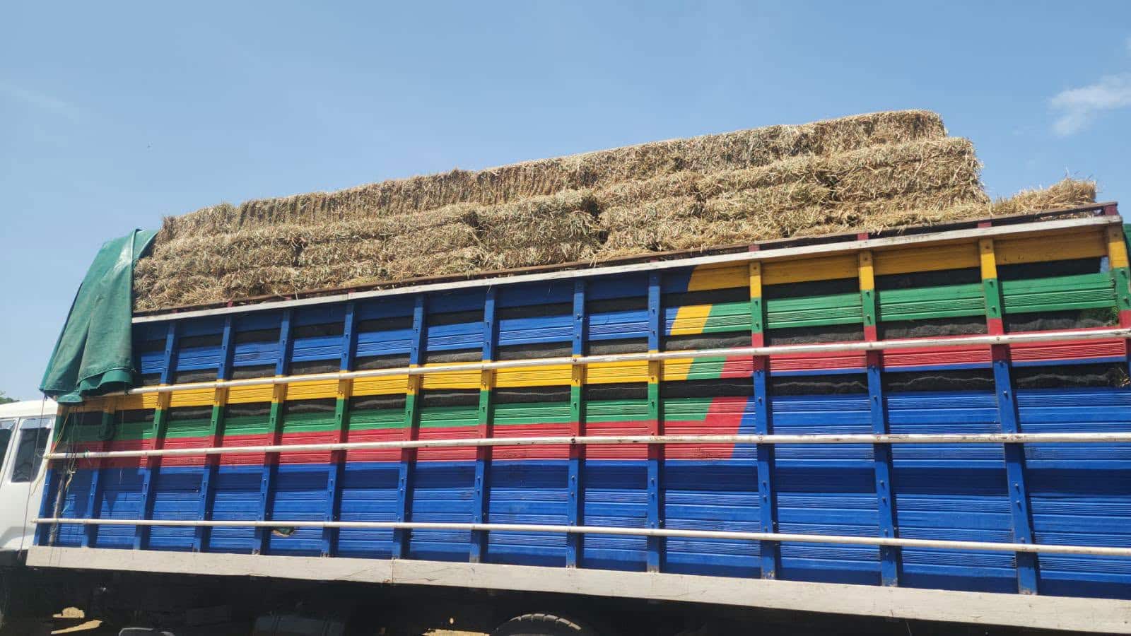 El Niño golpea al ganado en Nicaragua, pero Gobierno proyecta más exportaciones de carne