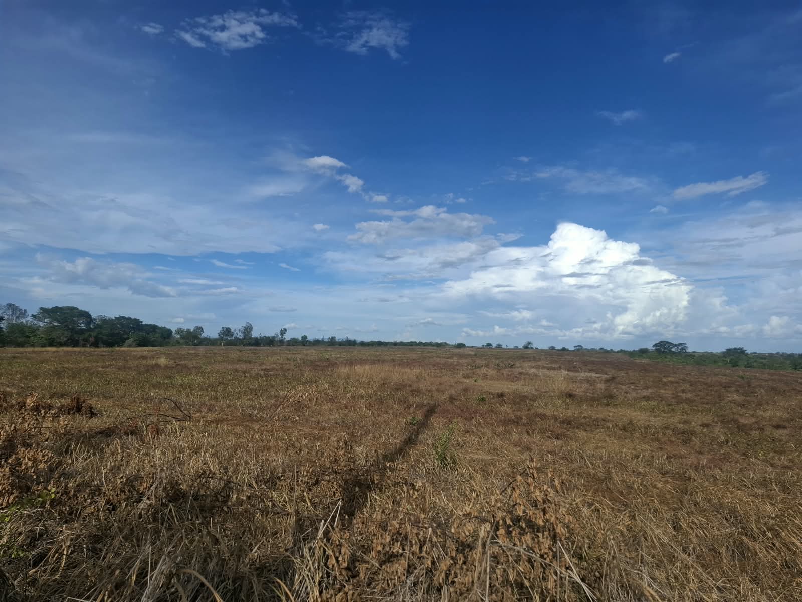 El Niño golpea al ganado en Nicaragua, pero Gobierno proyecta más exportaciones de carne