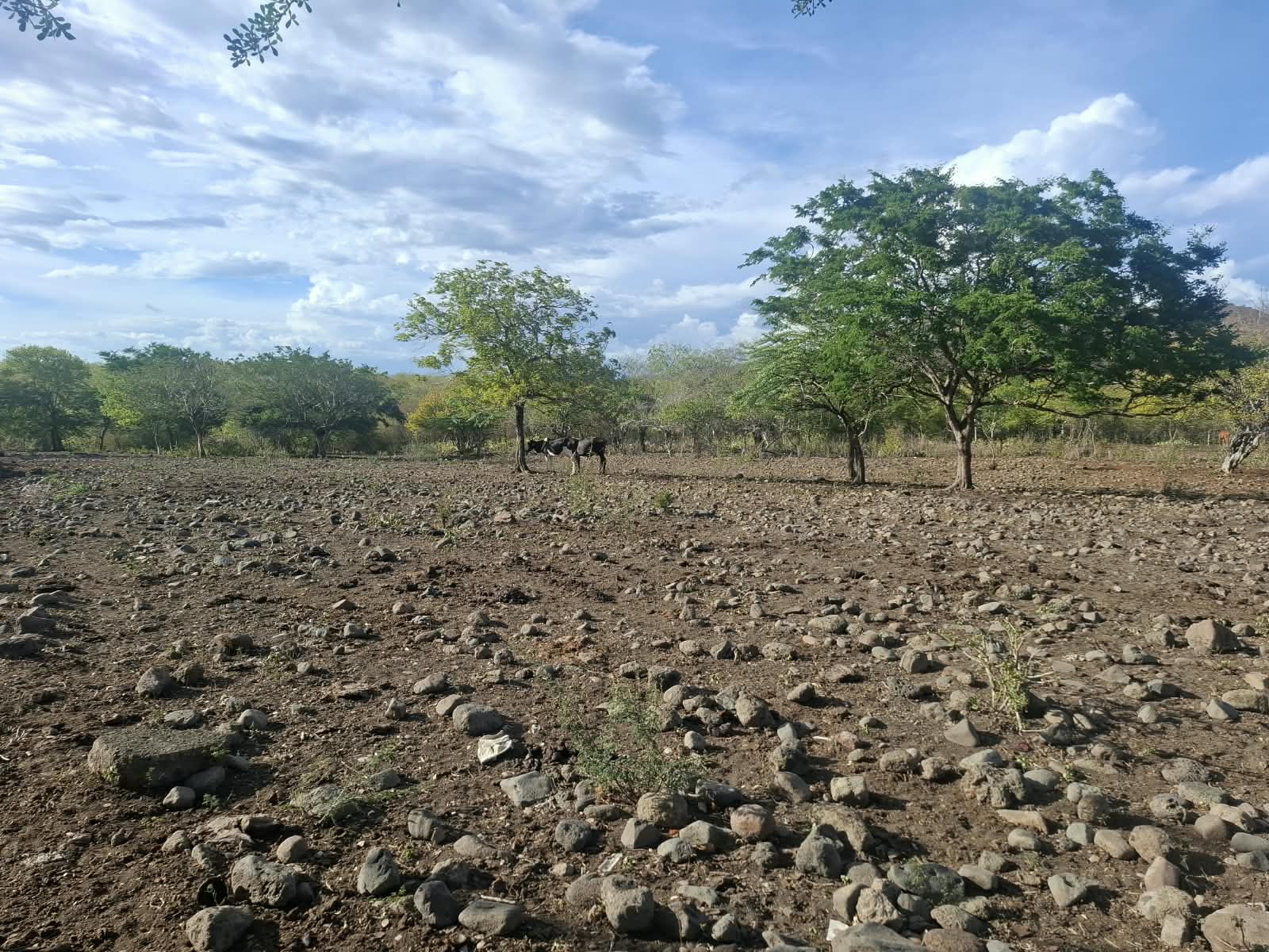 El Niño golpea al ganado en Nicaragua, pero Gobierno proyecta más exportaciones de carne